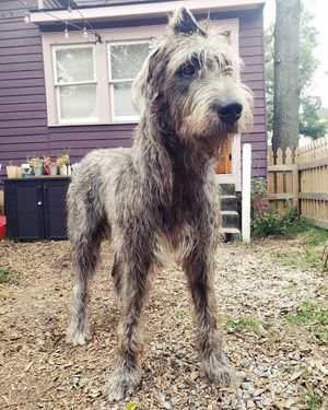 Image post by @thesavannahwolfhound on Instagram