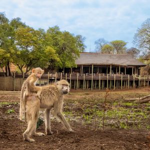 Image post by @chiawasafaris on Instagram