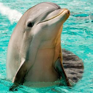 Image post by @animalplanet on Instagram