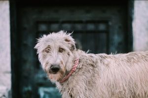 Image post by @thesavannahwolfhound on Instagram