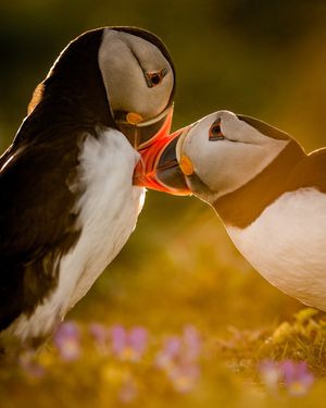 Image post by @discovery on Instagram