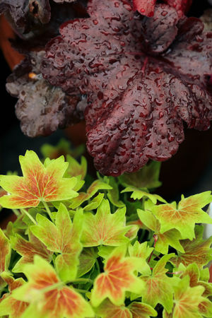 Image post by @rogersgardens on Instagram