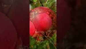 Video post by @purityproducts1993 on YouTube