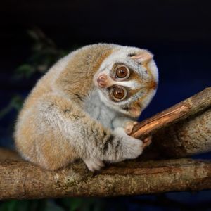 Image post by @animalplanet on Instagram
