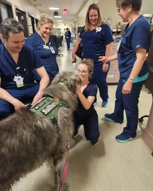 Image post by @thesavannahwolfhound on Instagram