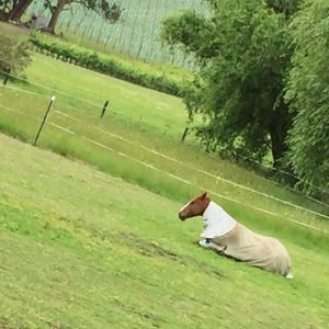 Image post by @snaffle_it on Instagram