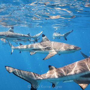Image post by @discovery on Instagram
