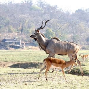 Image post by @chiawasafaris on Instagram