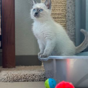 Image post by @whitmanpets on Instagram