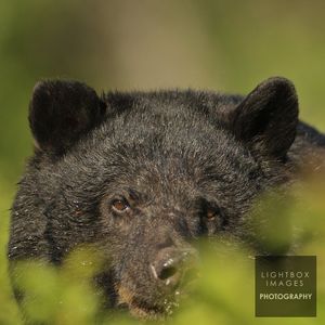 Image post by @lightboximages on Instagram