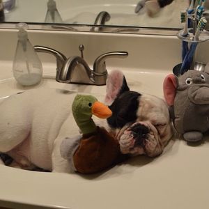 Image post by @animalplanet on Instagram