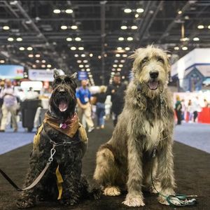 Image post by @thesavannahwolfhound on Instagram