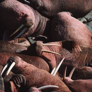 Image post by @discovery on Instagram