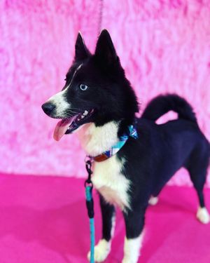 Image post by @tux_the_blue_pomsky on Instagram