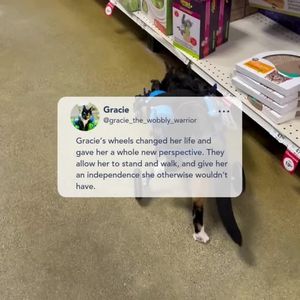Image post by @walkinpets on Instagram