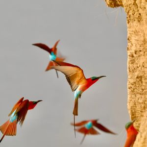 Image post by @chiawasafaris on Instagram