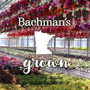 Image post by @shopbachmans on Instagram