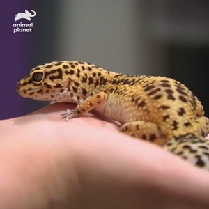 Image post by @animalplanet on Instagram