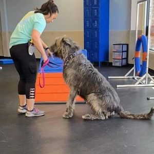 Image post by @thesavannahwolfhound on Instagram