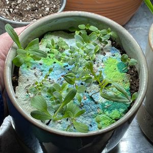 Image post by @kidsgardening on Instagram