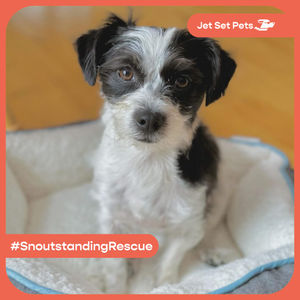 Image post by @jetsetpets on Instagram