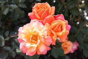 Image post by @rogersgardens on Instagram