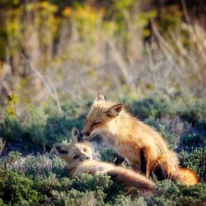 Image post by @AnimalPlanet on Twitter/X