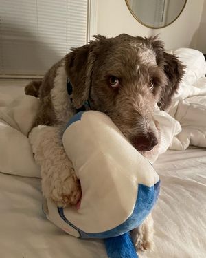 Image post by @floofy.coopy.doodle on Instagram