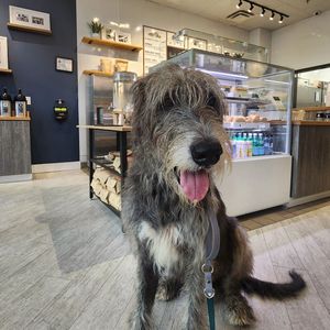 Image post by @thesavannahwolfhound on Instagram