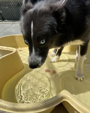 Image post by @tux_the_blue_pomsky on Instagram
