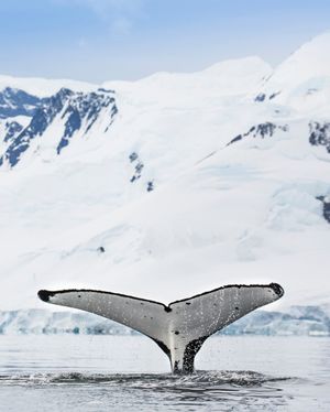 Image post by @discovery on Instagram
