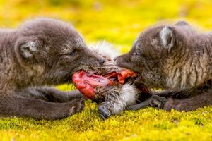 Image post by @natgeo on Instagram