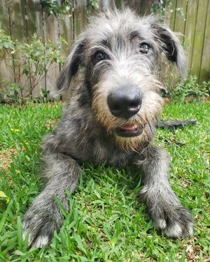 Image post by @thesavannahwolfhound on Instagram