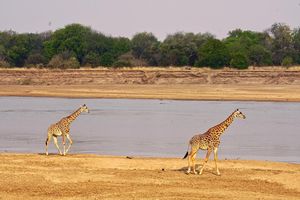 Image post by @chiawasafaris on Instagram
