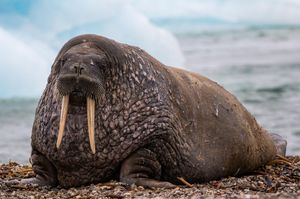Image post by @animalplanet on Instagram
