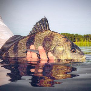 Image post by @toadfishoutfitters on Instagram
