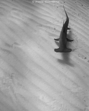 Image post by @discovery on Instagram