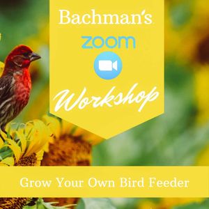 Image post by @shopbachmans on Instagram