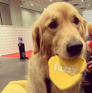 Image post by @yourfuzzy on Instagram
