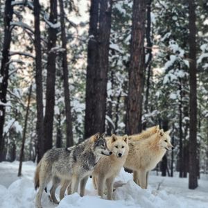 Image post by @nauflagstaff on Instagram