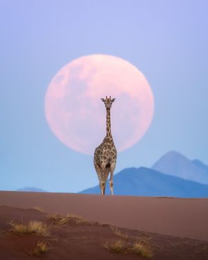 Image post by @discovery on Instagram