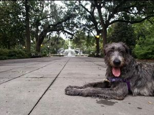 Image post by @thesavannahwolfhound on Instagram