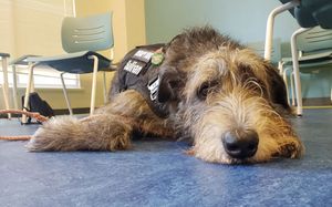 Image post by @thesavannahwolfhound on Instagram