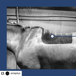 Image post by @performancesaddlefitssthsydney on Instagram