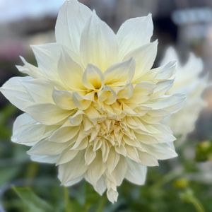 Image post by @rogersgardens on Instagram