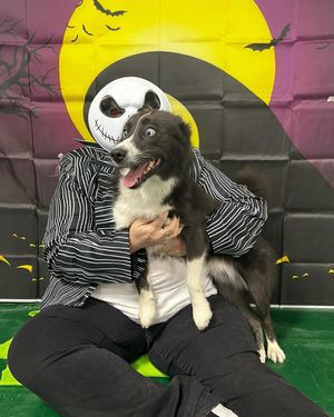 Image post by @tux_the_blue_pomsky on Instagram