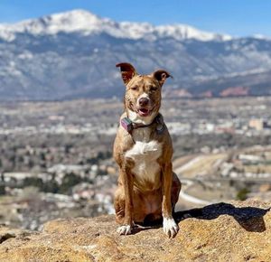 Image post by @triumphpetfood on Instagram