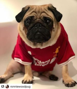 Image post by @lfcretail on Instagram