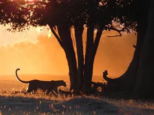 Image post by @chiawasafaris on Instagram