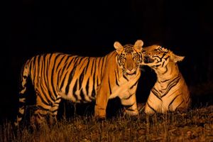 Image post by @Discovery on Twitter/X